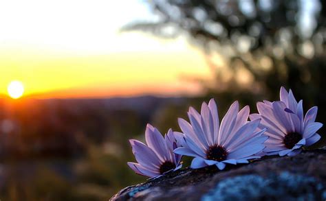 Beautiful Flowers, with love, daisies, bokeh, flowers, nature, sunset ...