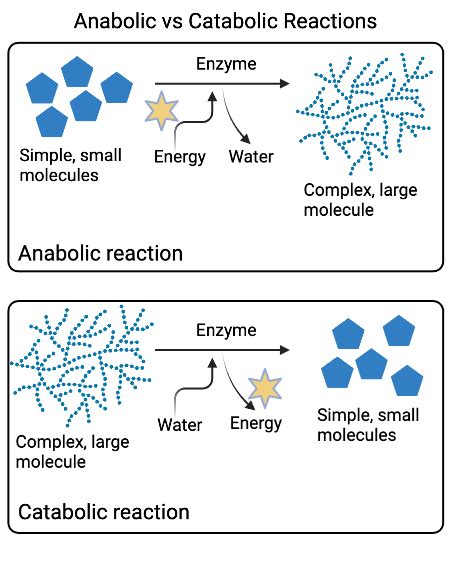 Comparing Anabolic and Catabolic Pathways Practice | Biology Practice ...