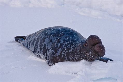 Hooded Seal (Bladder-nosed Seal) Facts, Habitat, Diet, Life Cycle, Baby ...