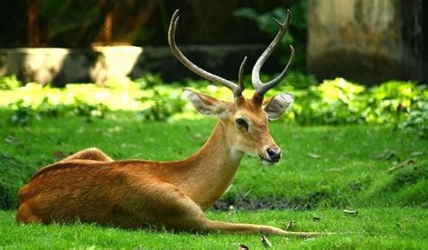 Keibul Lamjao National Park on the Loktak Lake in #Manipur..!! The # ...