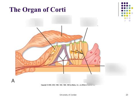 Organ of Corti Anatomy Diagram | Quizlet