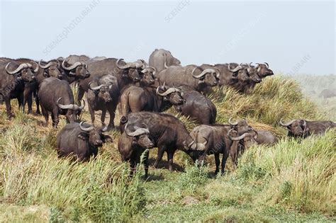 African buffalo herd - Stock Image - C003/0335 - Science Photo Library