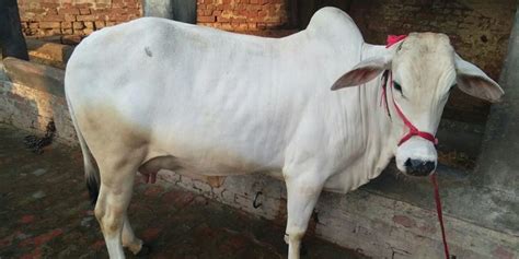 Tharparkar Cow Buy Tharparkar Cow for best price at INR 40 kINR 60 k ...