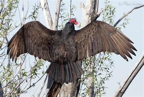 Turkey Vulture (Cathartes aura) in Explore Raptors: Facts, habitat ...