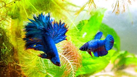 Betta Fish Breeding [ 6 Easy Steps ] | MY PET PLANT