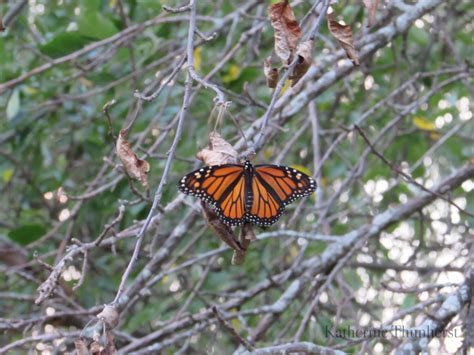 The Monarchs and the Apple Tree — Katherine Thunherst