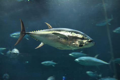 Pacific bluefin tuna (Thunnus orientalis) - ZooChat