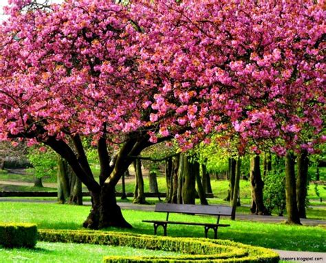 Spring Trees Wallpapers - Top Free Spring Trees Backgrounds ...