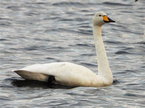 Whooper Swan | BirdForum