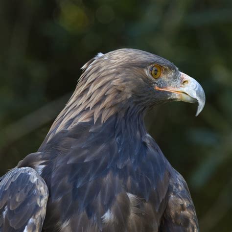 Catalina Island Wildlife Programs - Catalina Island Conservancy