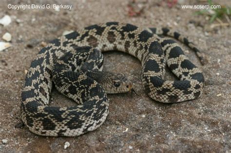 Photo of Northern Pine Snake, Pituophis melanoleucus melanoleucus ...