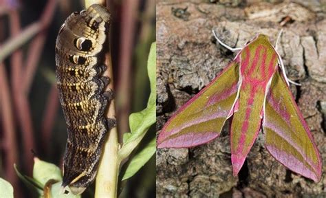 British caterpillars: how to identify 10 common species | Butterfly ...