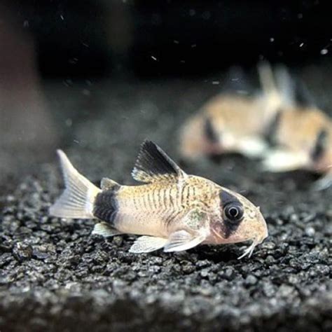 Albino cory catfish : care , behavior ,lifespan & More - Cory Cat Fish