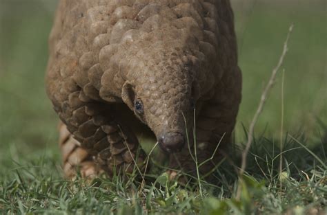 Indian pangolin - Pangolin Specialist Group