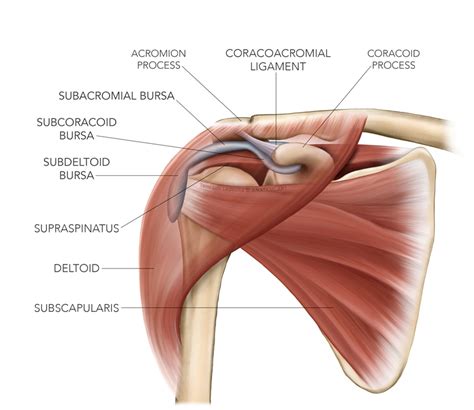 Subacromial Injection Subacromial Shoulder Injection, 52% OFF