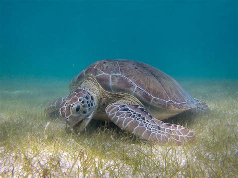 Seagrass meadows harbor wildlife for centuries, highlighting need for ...