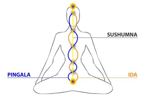 Ida, Pingala And Sushumna | The Pathway To Your Higher Consciousness ...