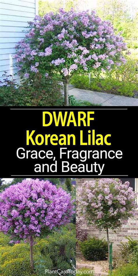 Olivia Blog: Dwarf Flowering Trees Zone 4 - Got a Tiny Yard? You Can ...