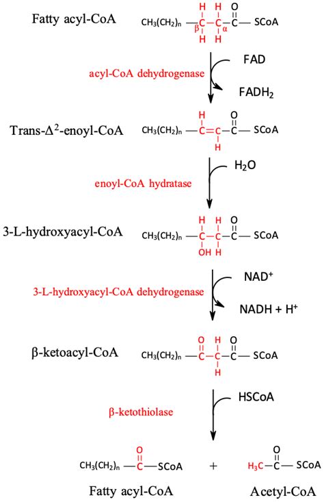 Fatty Acid Oxidation Pathway