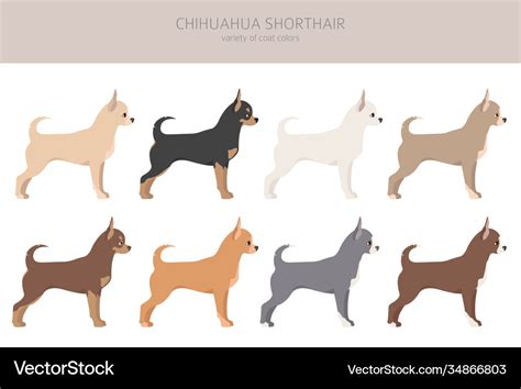 Chihuahua dogs different coat colors chihuahuas Vector Image