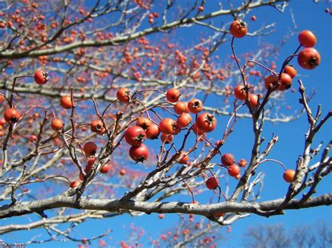 Green Hawthorn - Crataegus viridis 'Winter King' - North American ...