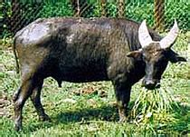 Tamaraw Facts - Photos - Earth's Endangered Creatures