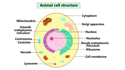 Labeled Eukaryotic Animal Cell