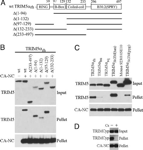 Capsid Proteins | Semantic Scholar