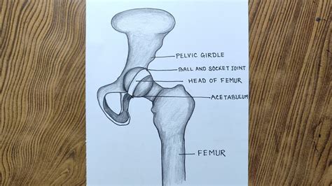 How to draw human ball and socket joint easily/ Human hip joint drawing ...