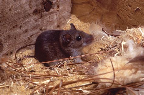 Public Domain Picture | This image depicts a deer mouse, Peromyscus ...