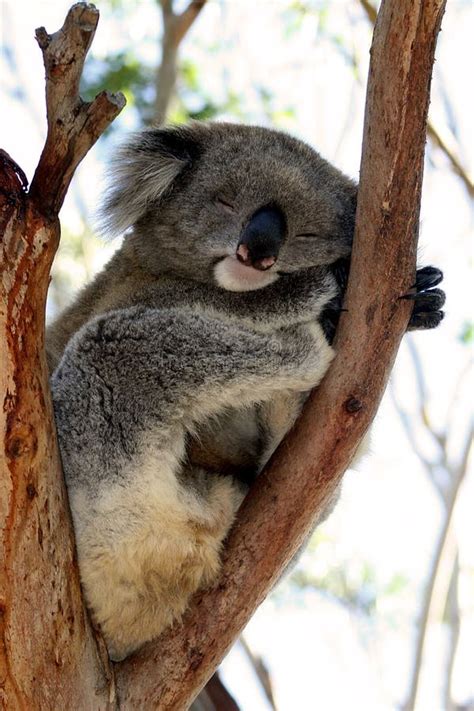 Sleeping Koala Hugging a Tree in Phillip Island Wi Stock Photo - Image ...