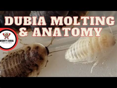 The Anatomy & Life Cycle Of Dubia Roaches|Molting & Instars|Positive ...