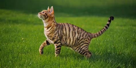 8 Purrfect Cat Breeds With Stripes