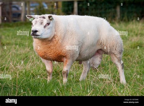 Beltex sheep in Scottish countryside Stock Photo - Alamy