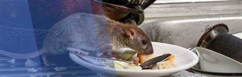 Rat Control, Rat Removal Services in Miami, Fl - Trinity Pest Solutions