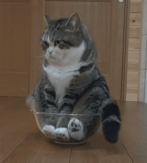 Cute Cat GIFs - Get the best GIF on GIPHY