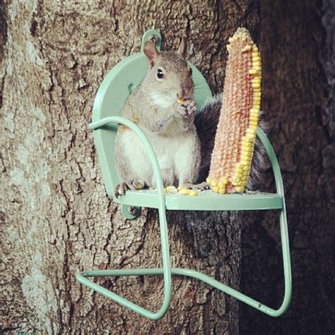 This Squirrel Chair Attaches To Your Tree