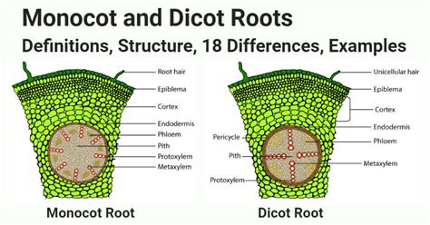 Monocot vs Dicot Roots- Definition, Structure, 18 Differences, Examples ...