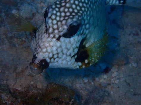 Smooth Trunkfish | About Lactophrys triqueter - Snorkel Things