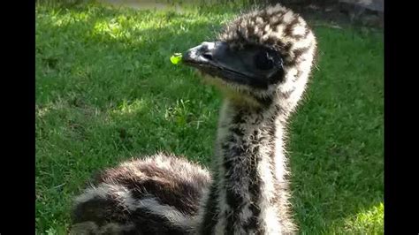 Funny Running Young Emu - YouTube