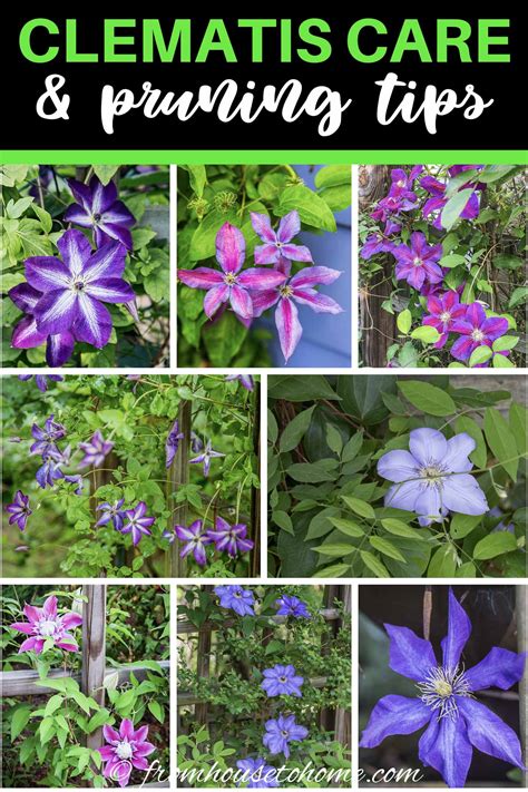 Clematis Vine Care: Planting, Growing and Pruning Tips