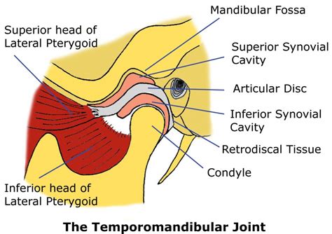 TMJ Anatomy - Physiopedia