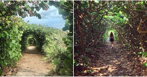 Blowing Rocks Preserve In Florida Has Whimsical Tunnels To Explore ...