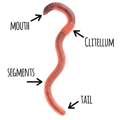 The Life Cycle of a Worm - Mindful Waste