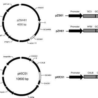 Schematic diagram of plasmid construction and outline of the vector ...