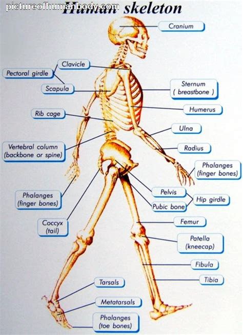 Human Body Parts Diagram With Names : Body Parts Diagram Man : Human ...