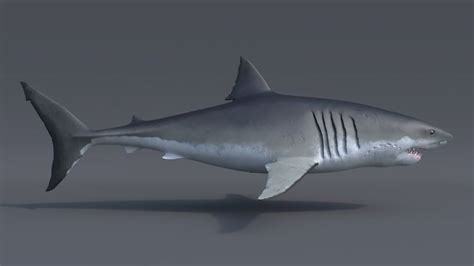 Portfolio - 3D Great white shark - Side 02 - Texture | White sharks ...