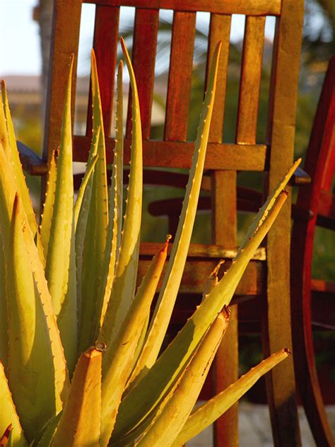 Lg. Aloe Vera Medical Plant (aloe vera) – Thorny Bastards