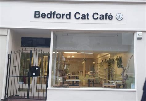 Bedford cat cafe: All You Need to Know BEFORE You Go (with Photos)