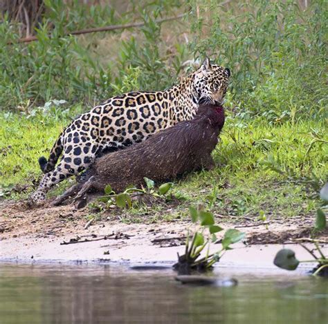 Jaguar dragging a Capybara out of the water : r/HardcoreNature